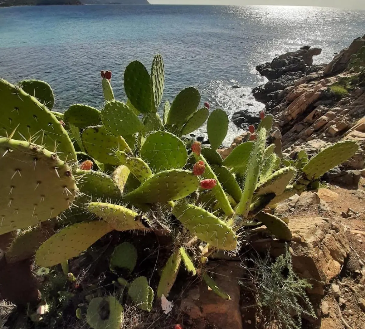 Konukevi Resonance Experience - Tranquil Room Close To Beaches And Sacred Sites Sant Isidoro  İtalya